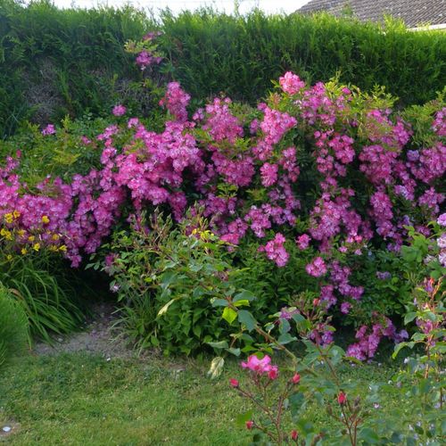 Roz închis - Trandafir copac cu trunchi înalt - cu flori mărunți - coroană curgătoare